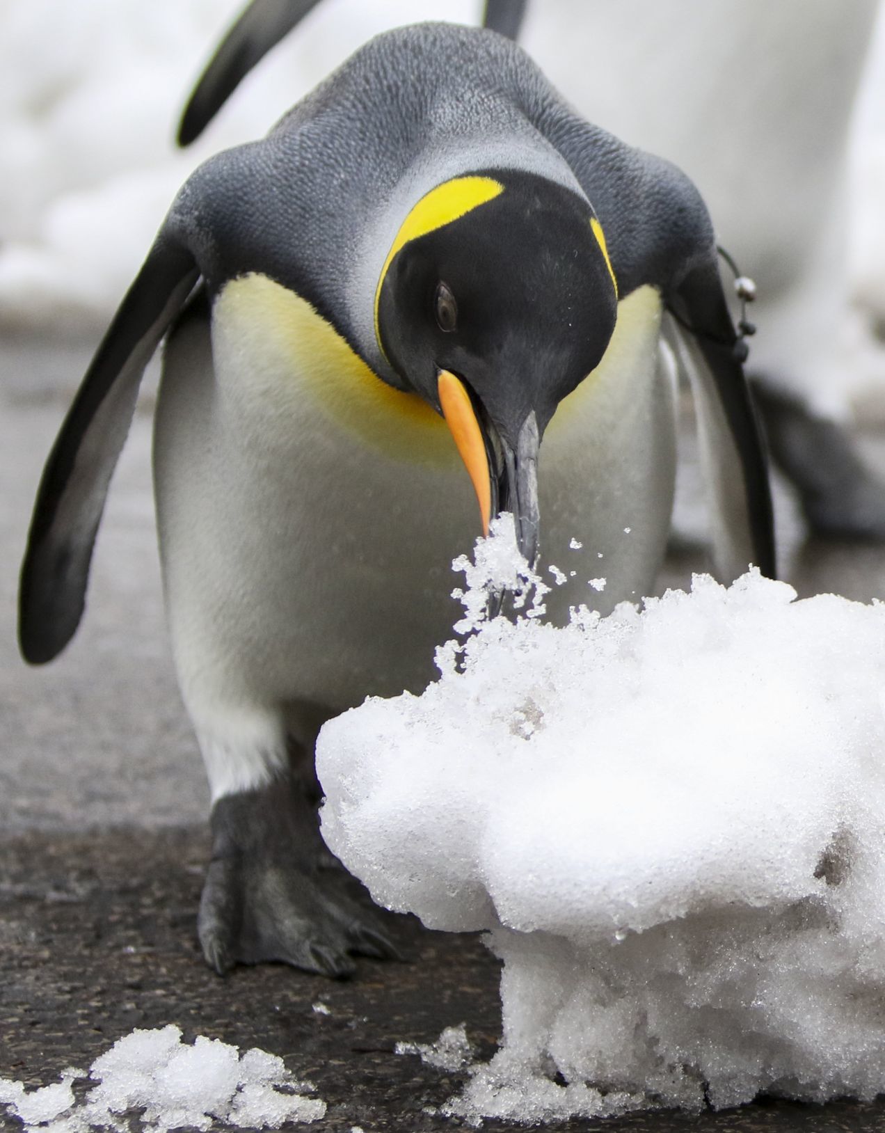Penguin Pandemonium